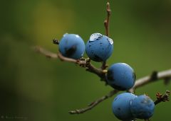 Śliwa tarnina  (Prunus spinosa L.)